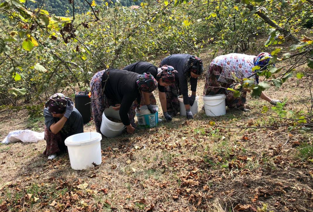 Kilosu 130 TL olarak açıklandı: Üretici işçi maliyetini düşürmek için imece usulü çalışıyor 4